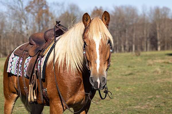 driving-belgian-horse