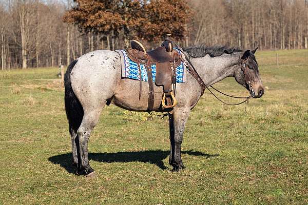 roan-quarter-horse