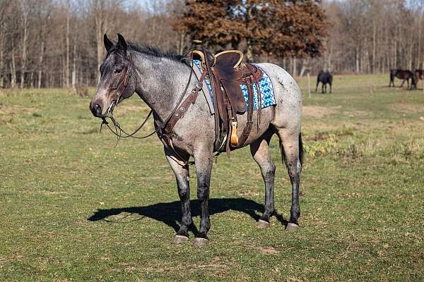 gelding-quarter-horse