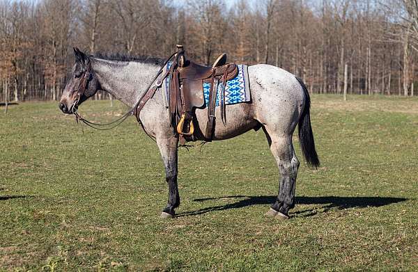 quarter-horse