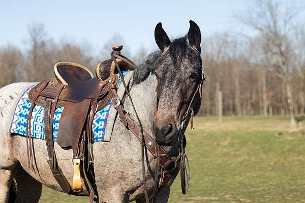 trail-riding-quarter-horse