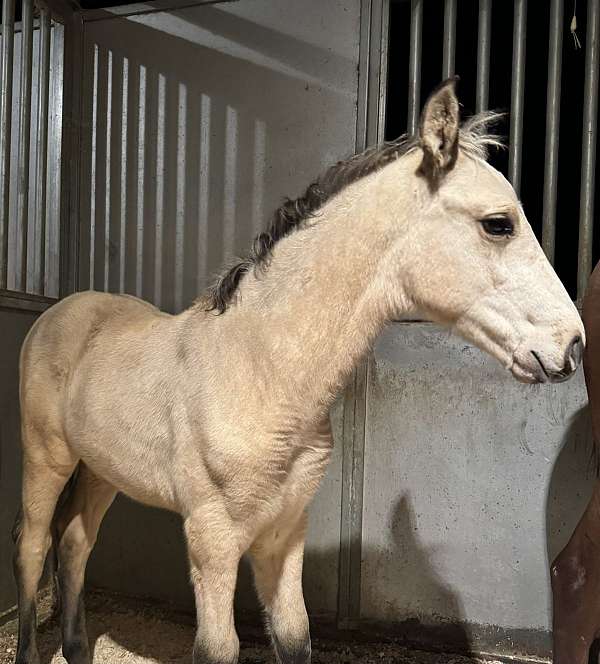 buckskin-ancce-pre-colt