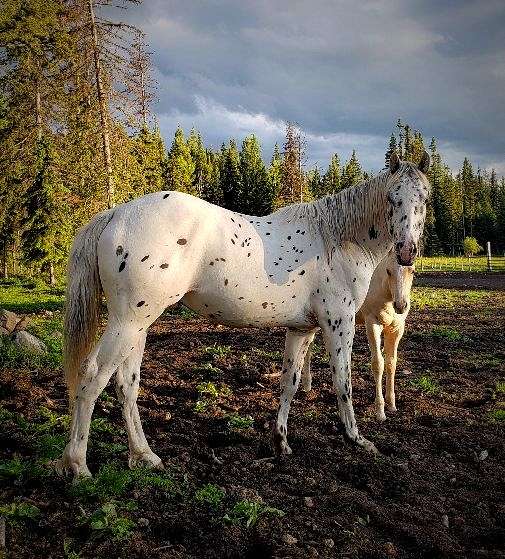 leopard-horse