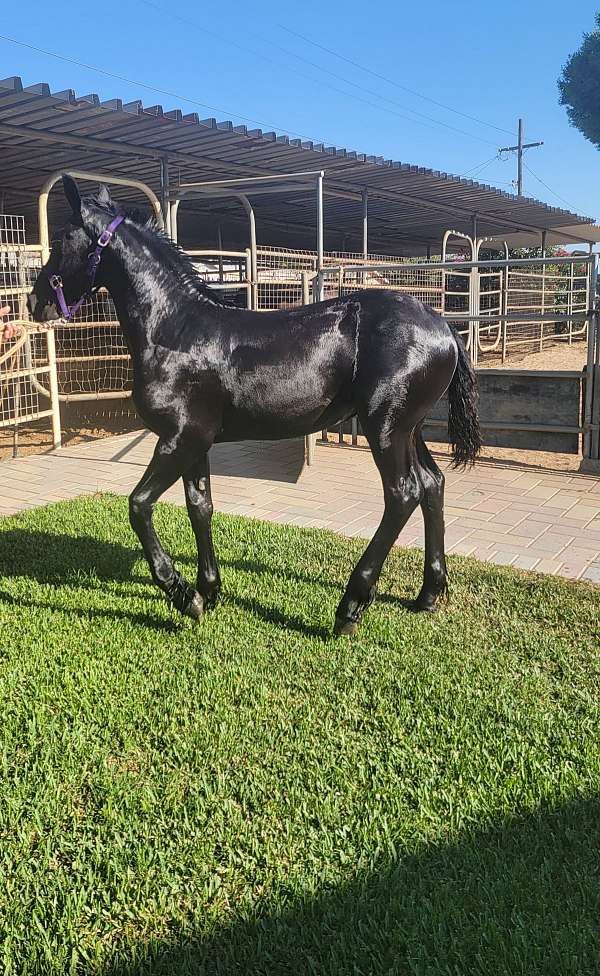 friesian-filly