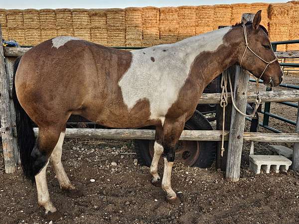 dun-white-breeding-horse