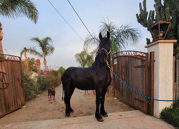 friesian-mare