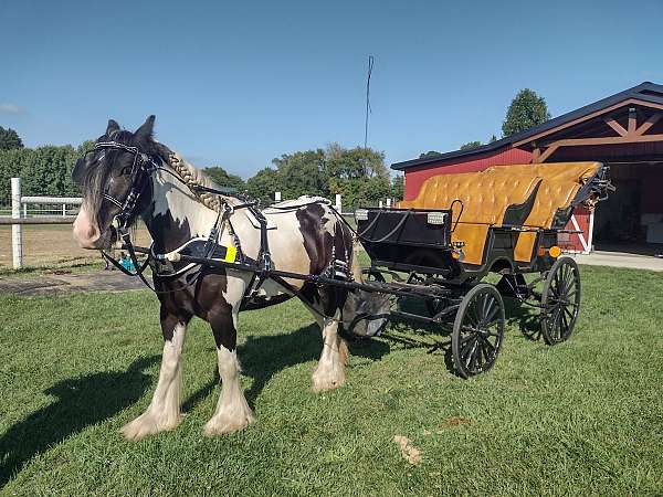 gypsy-vanner-gelding