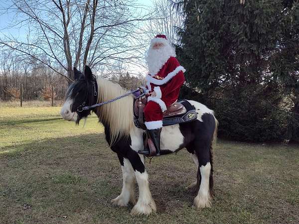 gypsy-vanner-horse-for-sale