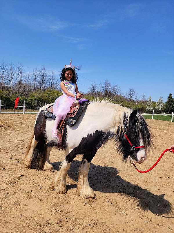 gypsy-vanner-horse