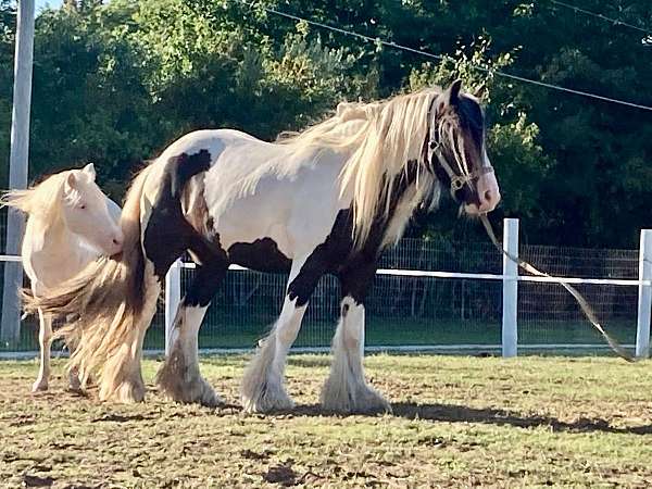 gypsy-vanner