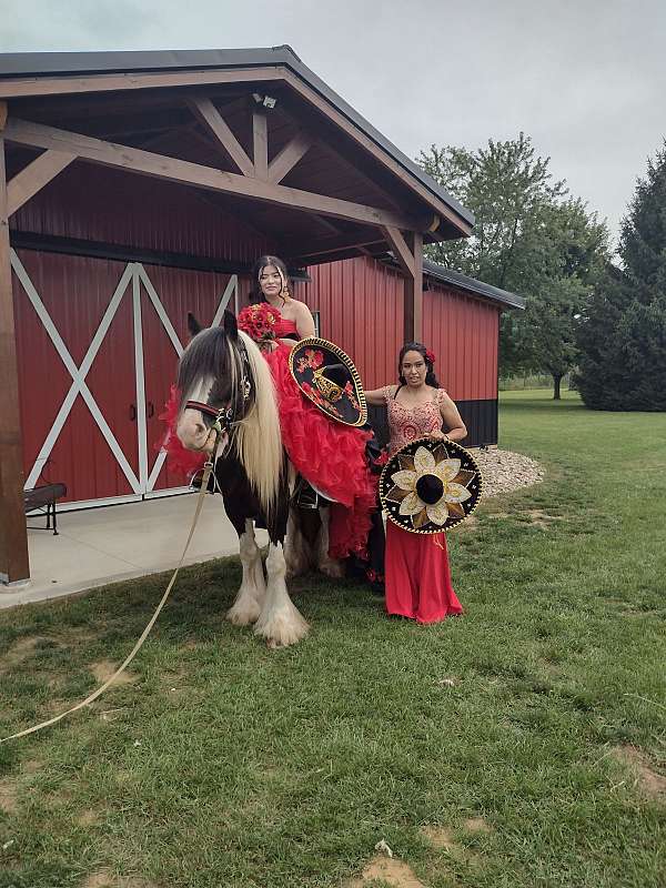 soft-gypsy-vanner-horse