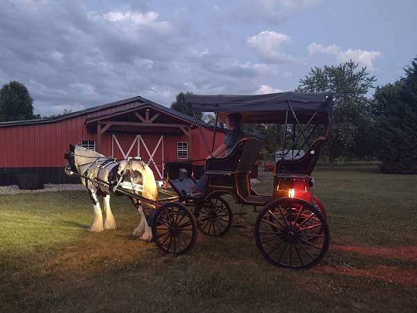 animals-gypsy-vanner-horse