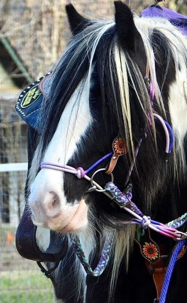 bridle-gypsy-vanner-horse