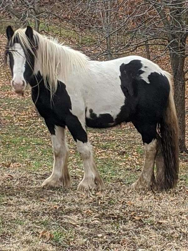 carriage-gypsy-vanner-horse