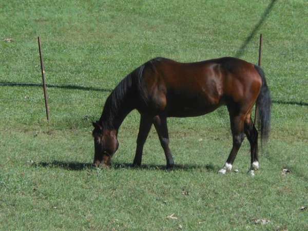 iron-rebel-horse