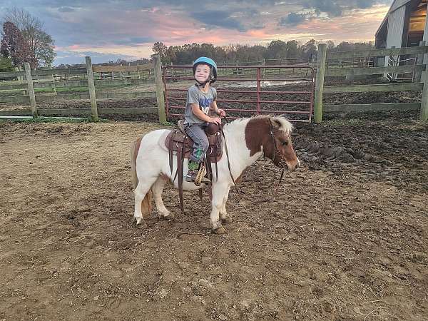 paint-pony-gelding