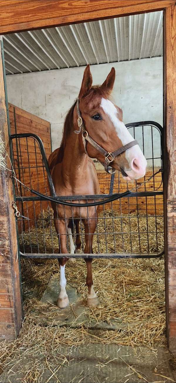 chestnut-thoroughbred-filly