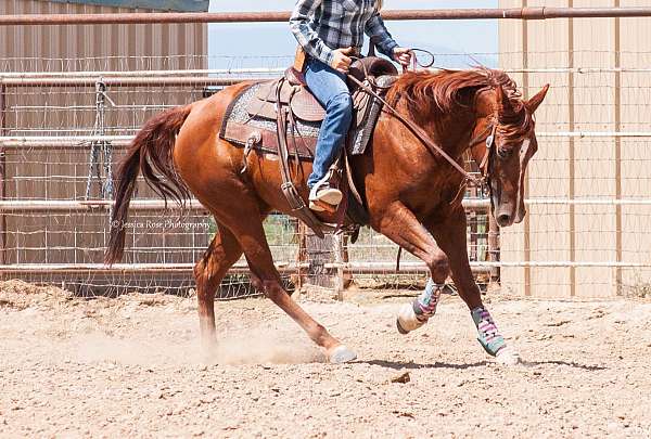 all-around-quarter-horse