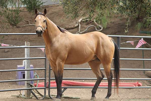 pasture-ornament-gelding