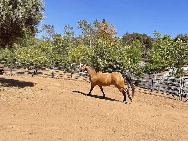 advanced-beginner-quarter-horse