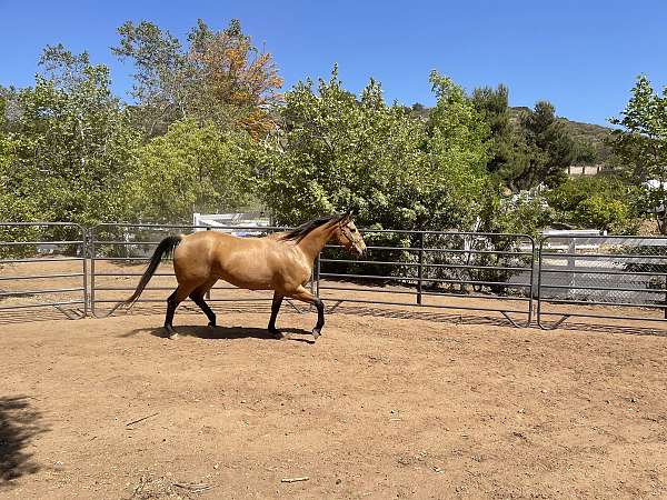 amazing-quarter-horse