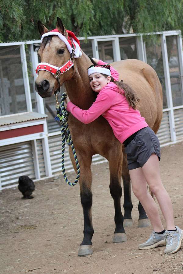 aqha-quarter-horse