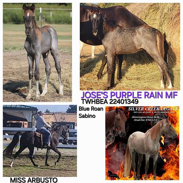 roan-sabino-homozygous-horse