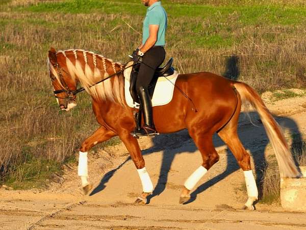 luso-arabic-horse