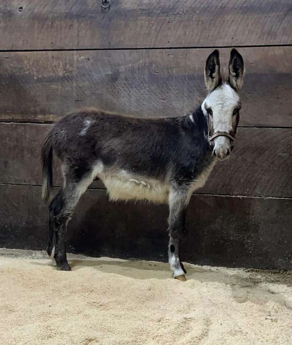 cropout-donkey