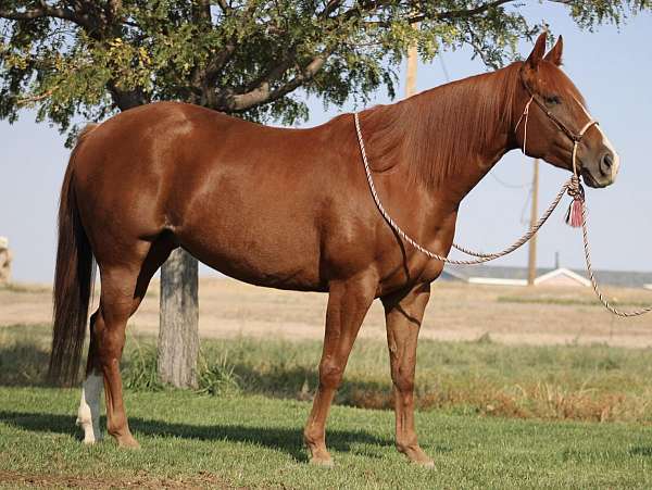 athletic-quarter-horse