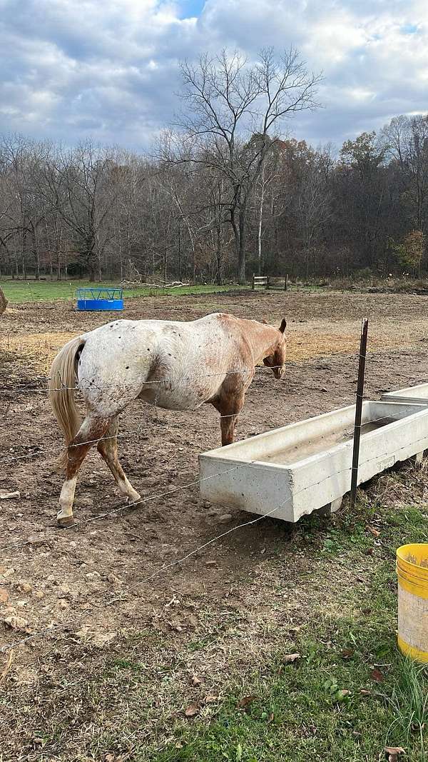 youth-appaloosa-poa-horse