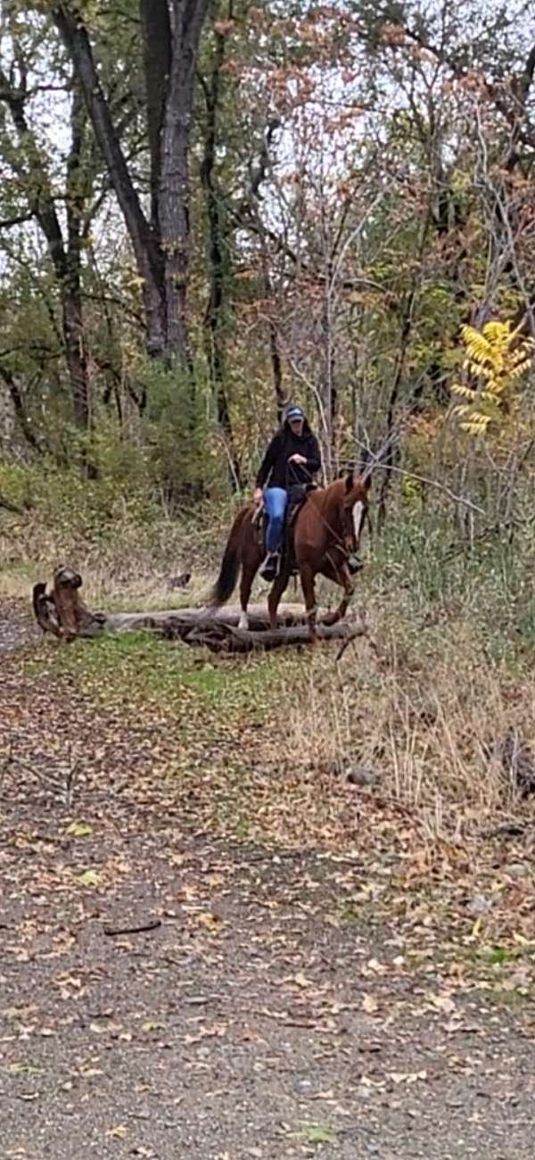 barrel-racing-quarter-horse