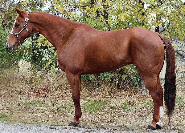 athletic-quarter-horse