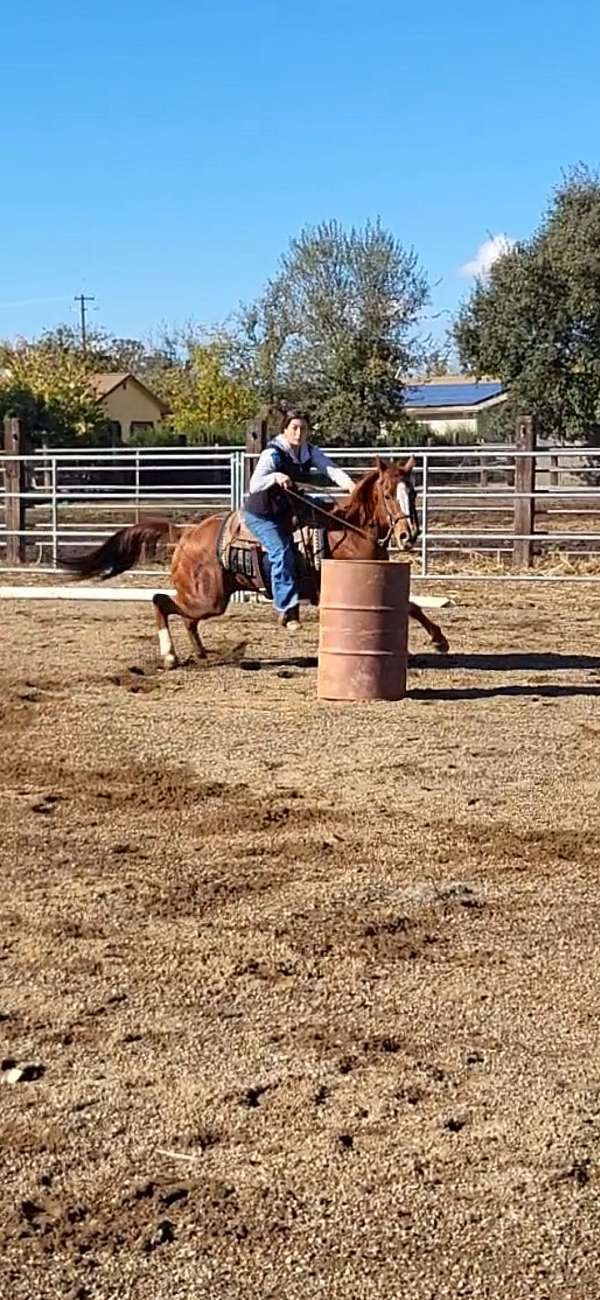 playday-quarter-horse