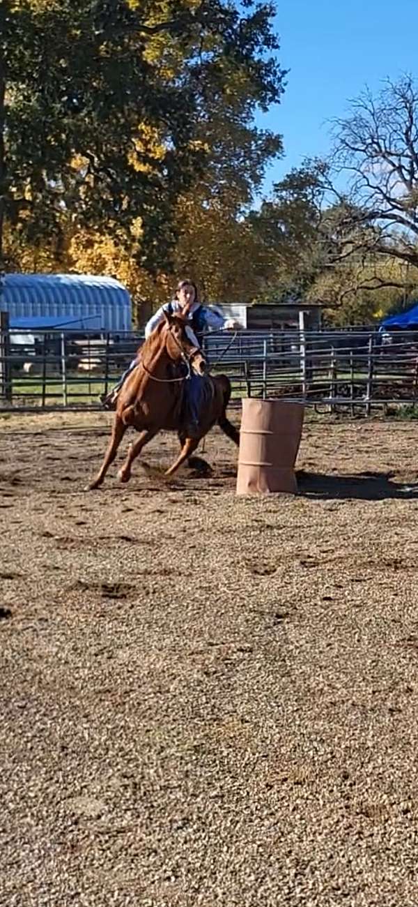 ranch-quarter-horse