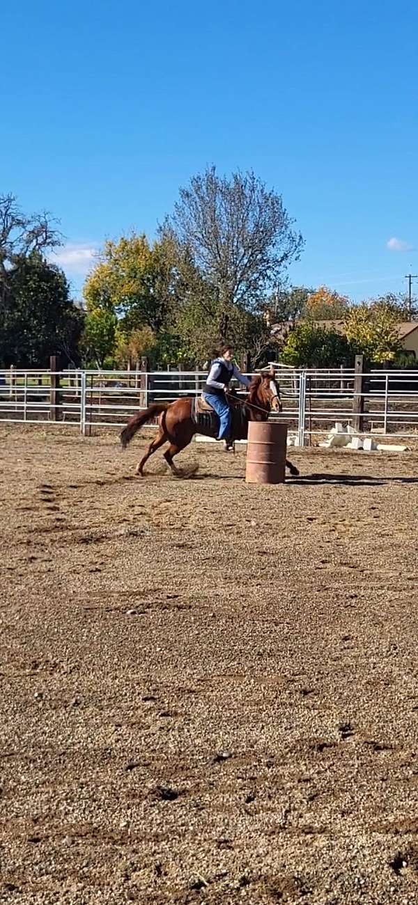 ranch-versatility-quarter-horse