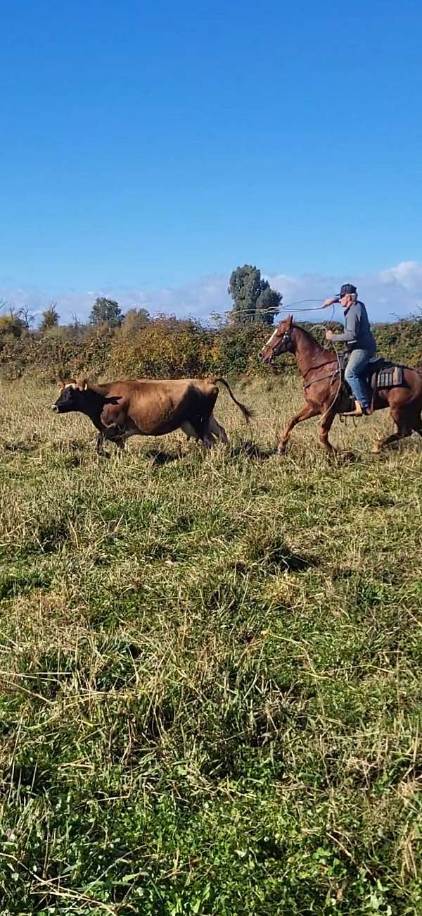 ridden-western-quarter-horse