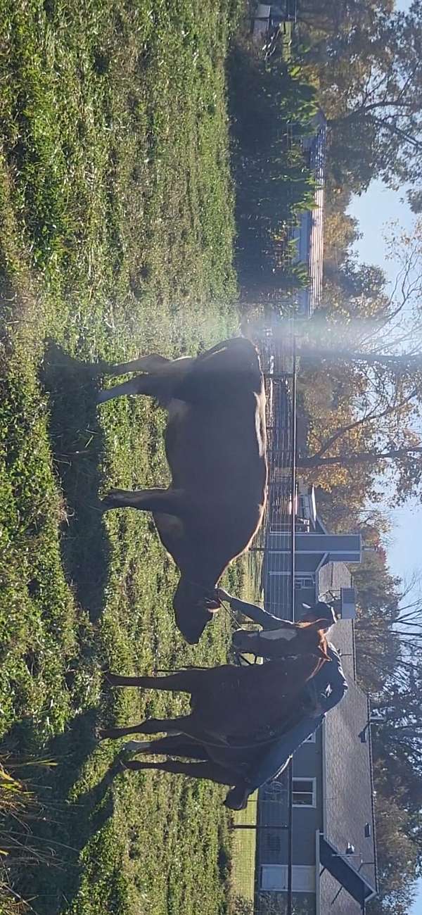 roping-quarter-horse