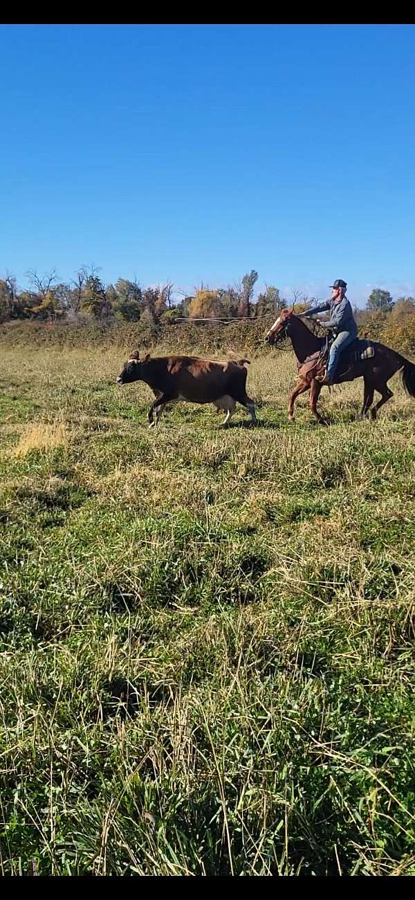 team-penning-quarter-horse