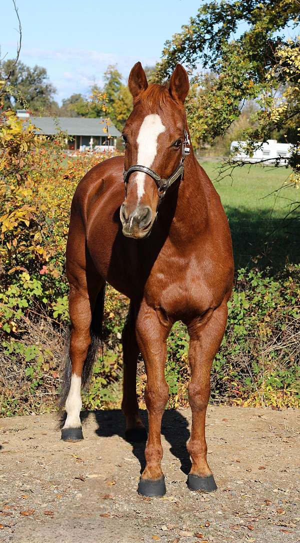 team-roping-quarter-horse