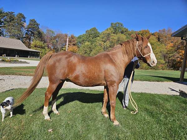 quarter-horse-gelding