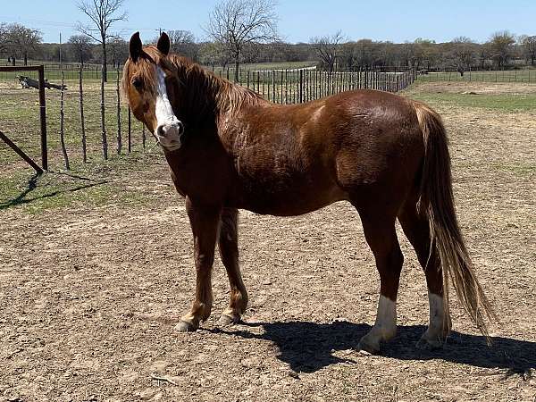 quarter-horse-for-sale