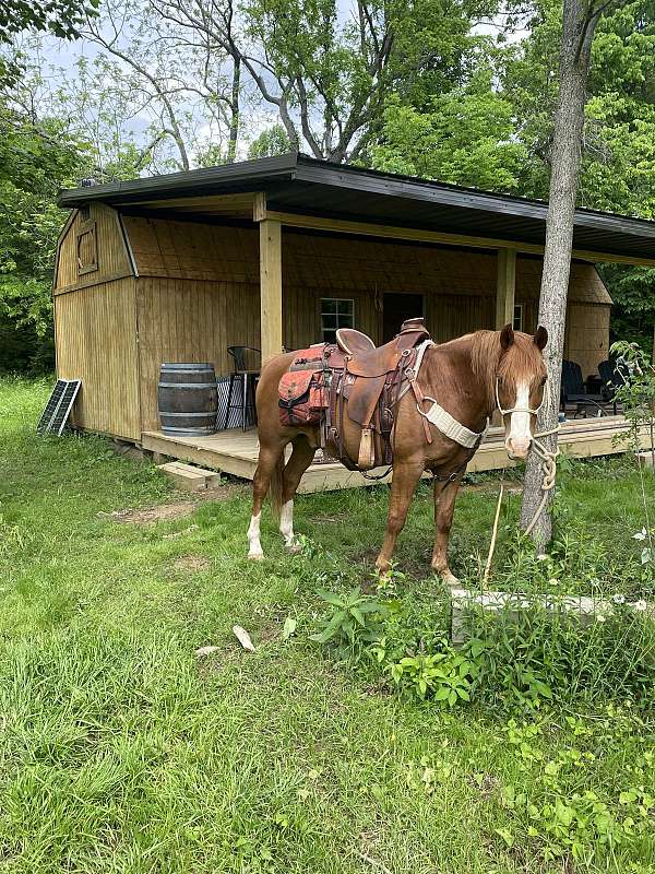 cow-working-gelding