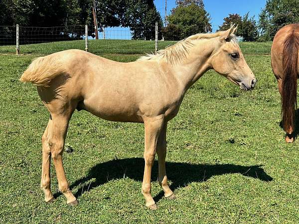 aqha-nfqha-colt-weanling