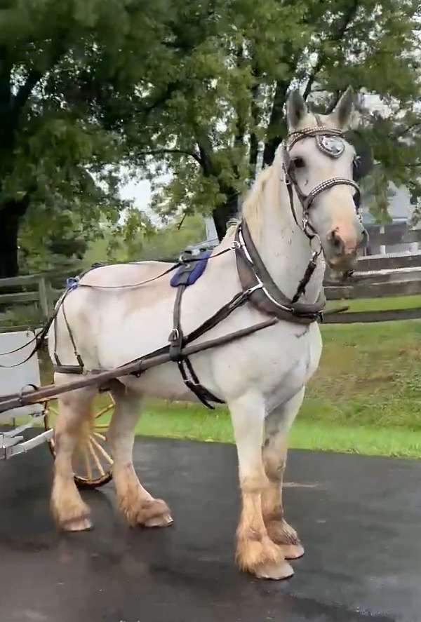 driving-percheron-shire-horse