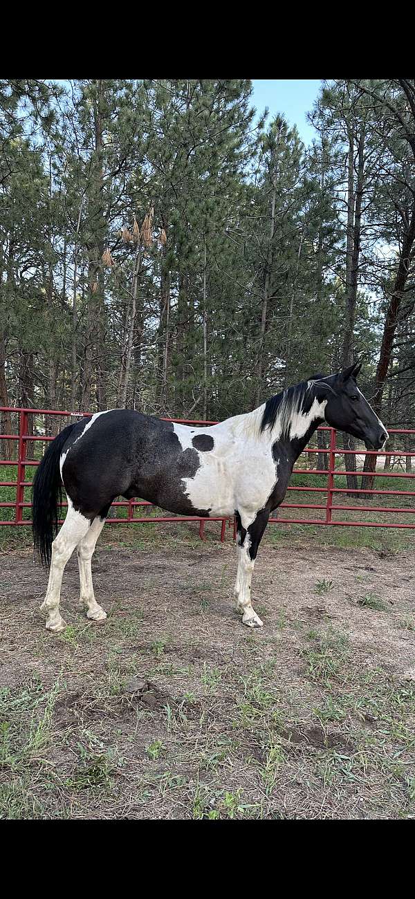 rescue-trained-paint-horse