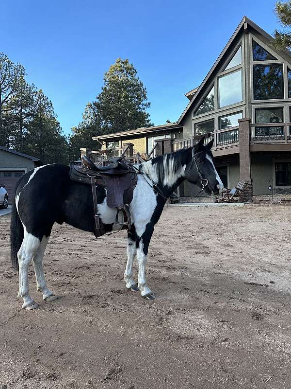 black-white-rescue-trained-horse