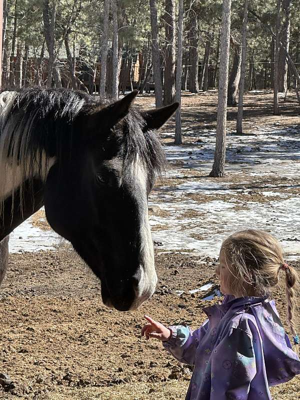 black-white-paint-horses-for-sale