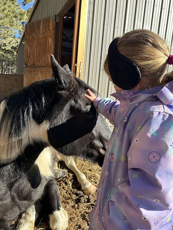 black-white-paint-gelding