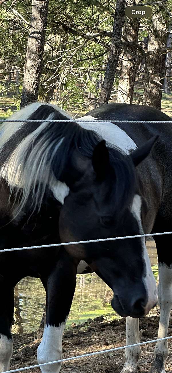 black-white-gelding-for-sale